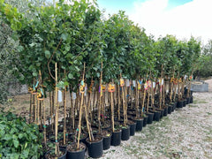 Aprikosenbaum San Castrese Obstbaum Im Topf 24–26 Cm Höhe Ca. 180 Cm – Alter 4 Jahre - Italienische Gärtnerei