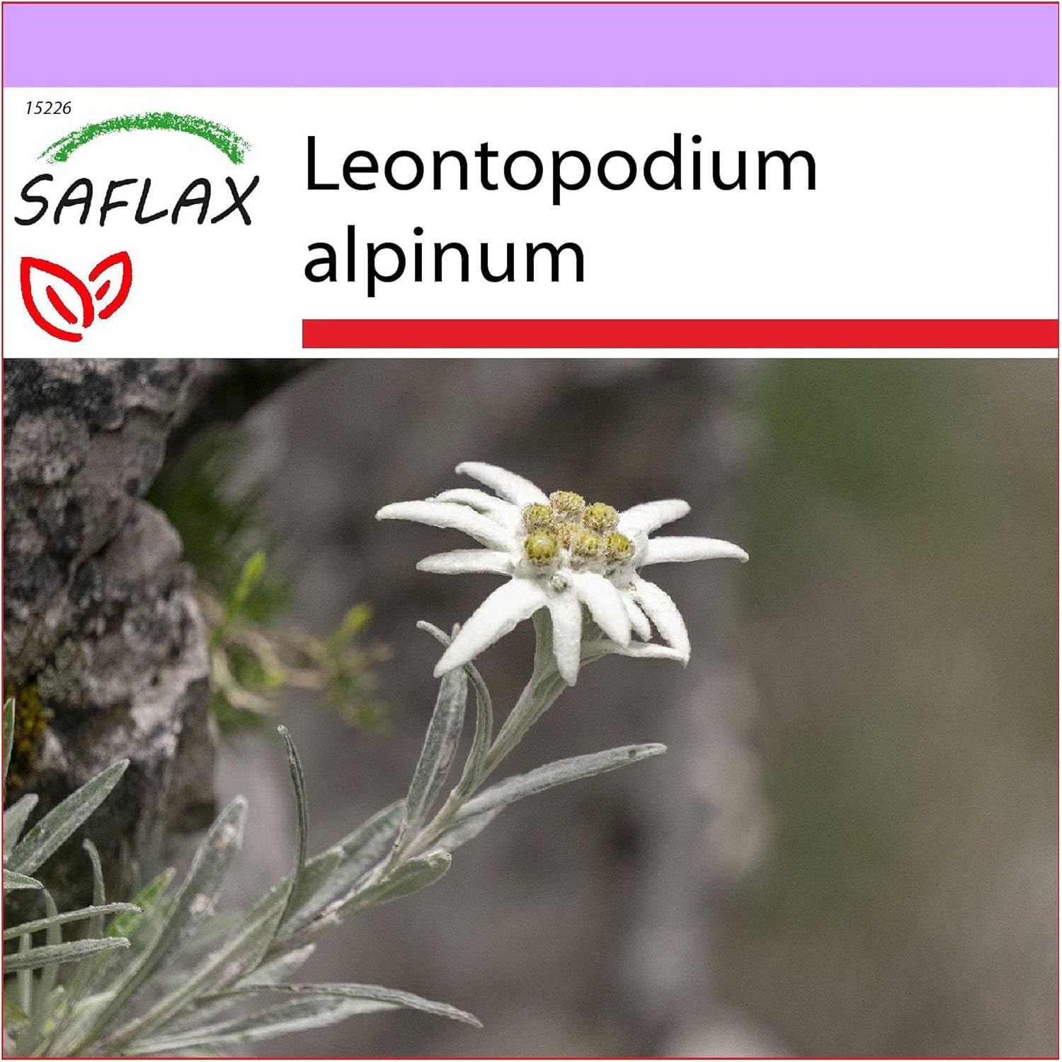 SAFLAX - Heilpflanzen - Edelweiss - 500 Samen - Leontopodium Alpinum