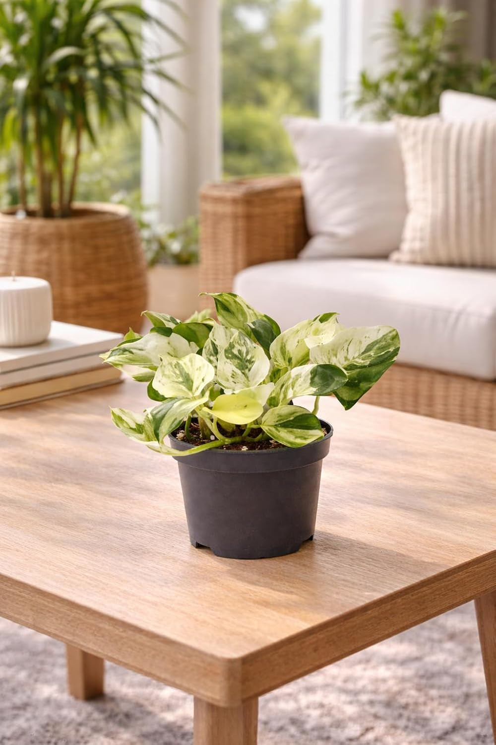 Efeutute (Epipremnum Aureum) Am Moosstab – Große, Pflegeleichte, Luftreinigende Zimmerpflanze Im Topf Ø 24 Cm, Höhe Ca. 120 Cm