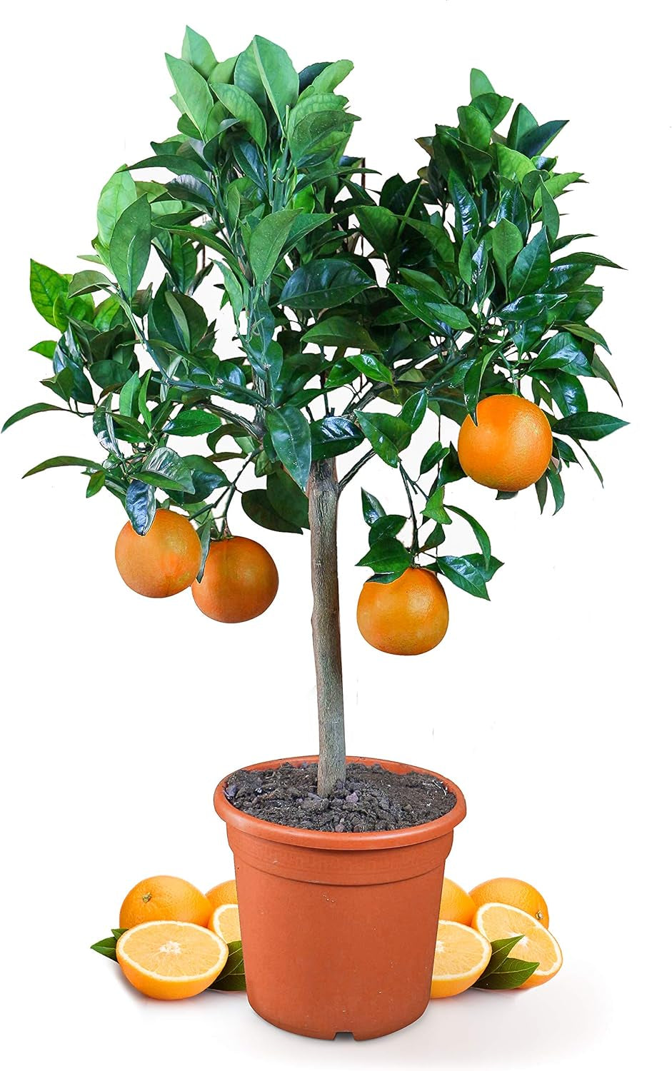Orange from My Oranjeria - true orange - citrus plant - Citrus sinensis - Orange - grafted orange for gardeners (Mezzo [M])