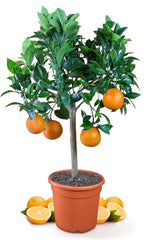 Orange from My Oranjeria - true orange - citrus plant - Citrus sinensis - Orange - grafted orange for gardeners (Mezzo [M])