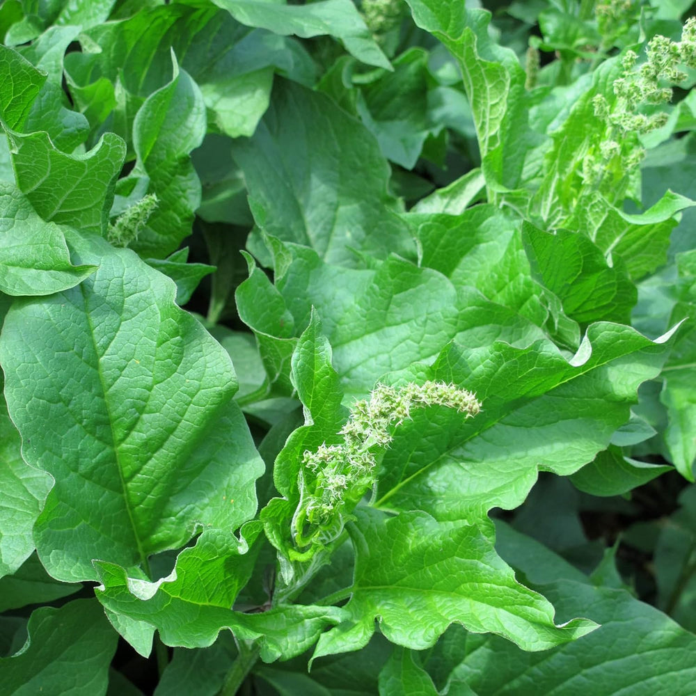 Guter Heinrich (Chenopodium Bonus-Henricus) 90 Bio-Samen Wilder Spinat