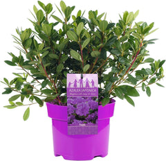LILA AZALEA JAPANISCHER IMMERGRÜNER STRAUCH ROBUSTE GARTENPFLANZEN IM 2L TOPF X B1