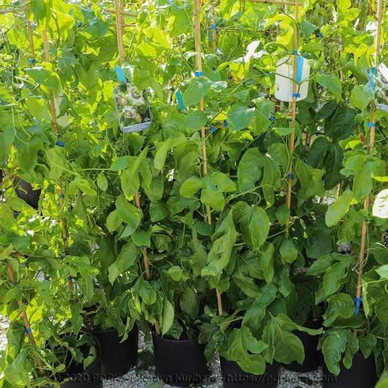 Passionsblume Edulis Spalier - Obstpflanze Alte Frucht Auf Blumentopf 26 Baum Max 200 Cm – 4 Jahre Anbau Italien