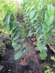 Asimina Triloba Prima 1216 - Paw Paw - Indianerbanane - Selbstfruchtend - 80-100Cm