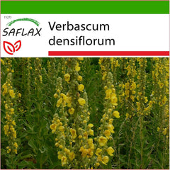 SAFLAX - Heilpflanzen - Großblumige Königskerze - 500 Samen - Mit Keimfreiem Anzuchtsubstrat - Verbascum Densiflorum