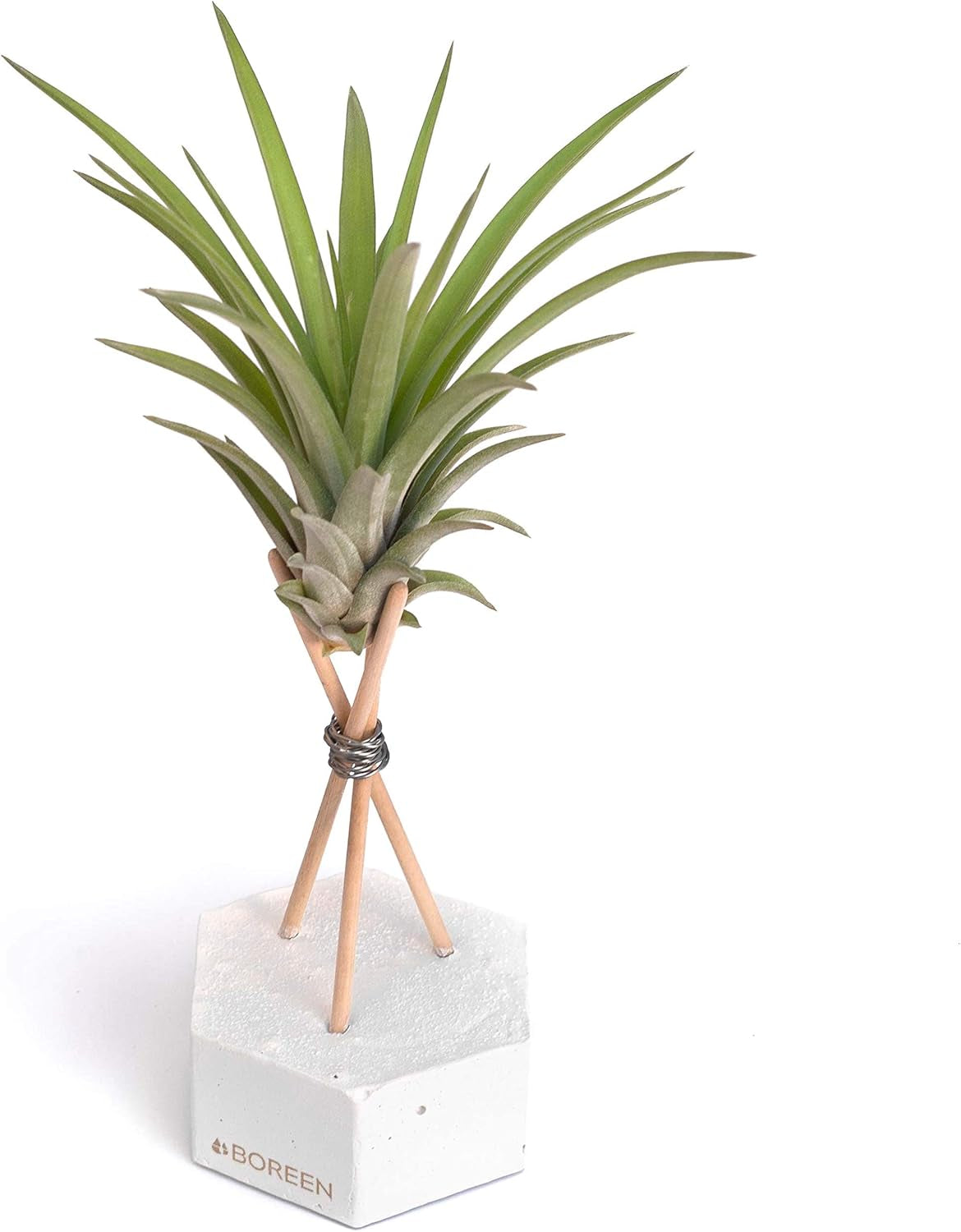 - Luftpflanzen Tillandsia Vel Mit Dekorativer Schreibtischhalterung (Hex. Weißer Zement Mit Holzstäben)