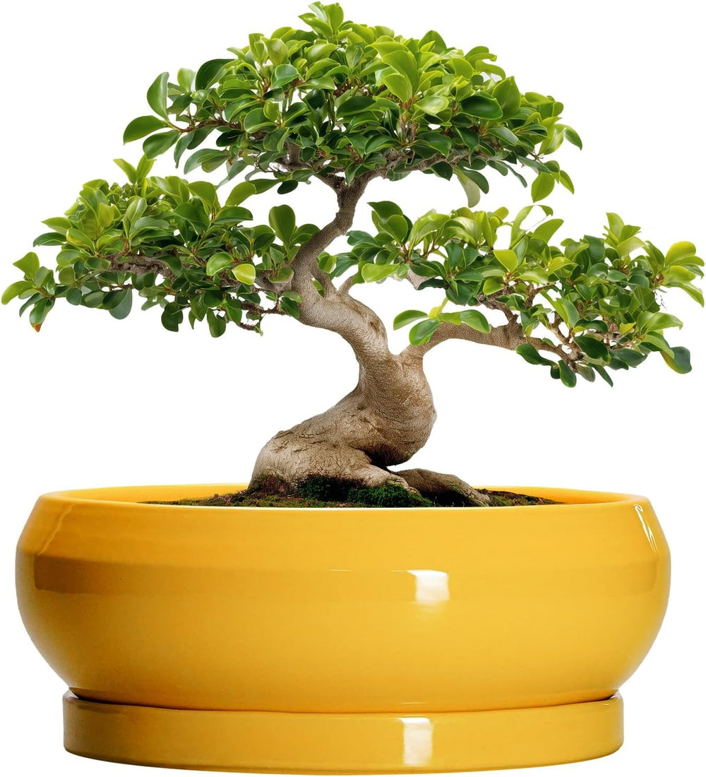 Ghiveci ceramic pentru bonsai, glazurat, puțin adânc, pentru plante suculente, cu orificiu de drenaj și farfurie din bambus pentru plante de apartament, 20,3 cm, maro