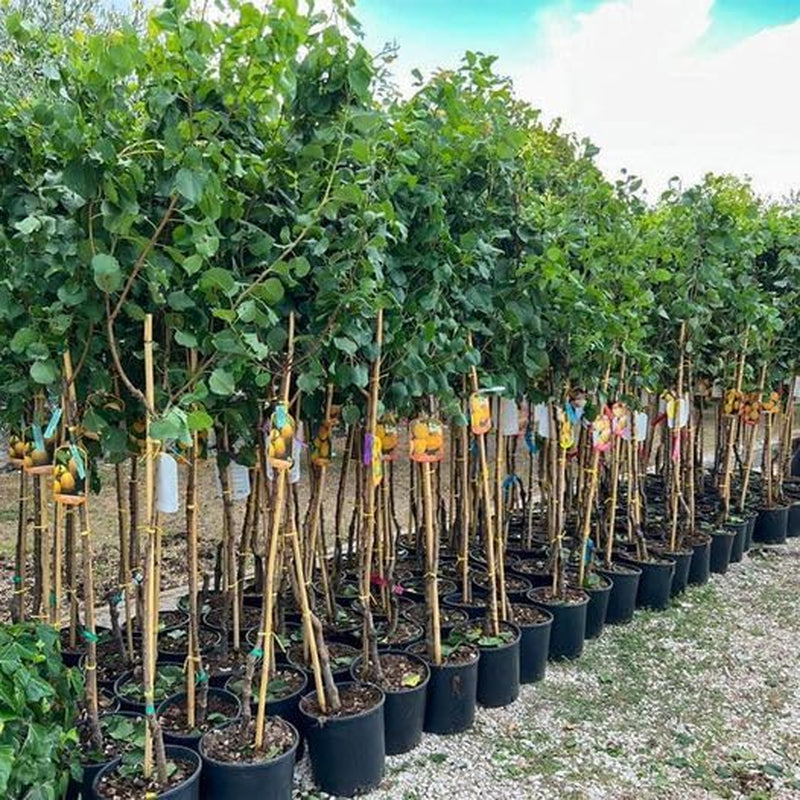 Aprikosenbaum Valleggia Obstbaum Im Topf 20 Cm Höhe Ca. 170 Cm – Alter 2 Jahre - Italienische Gärtnerei