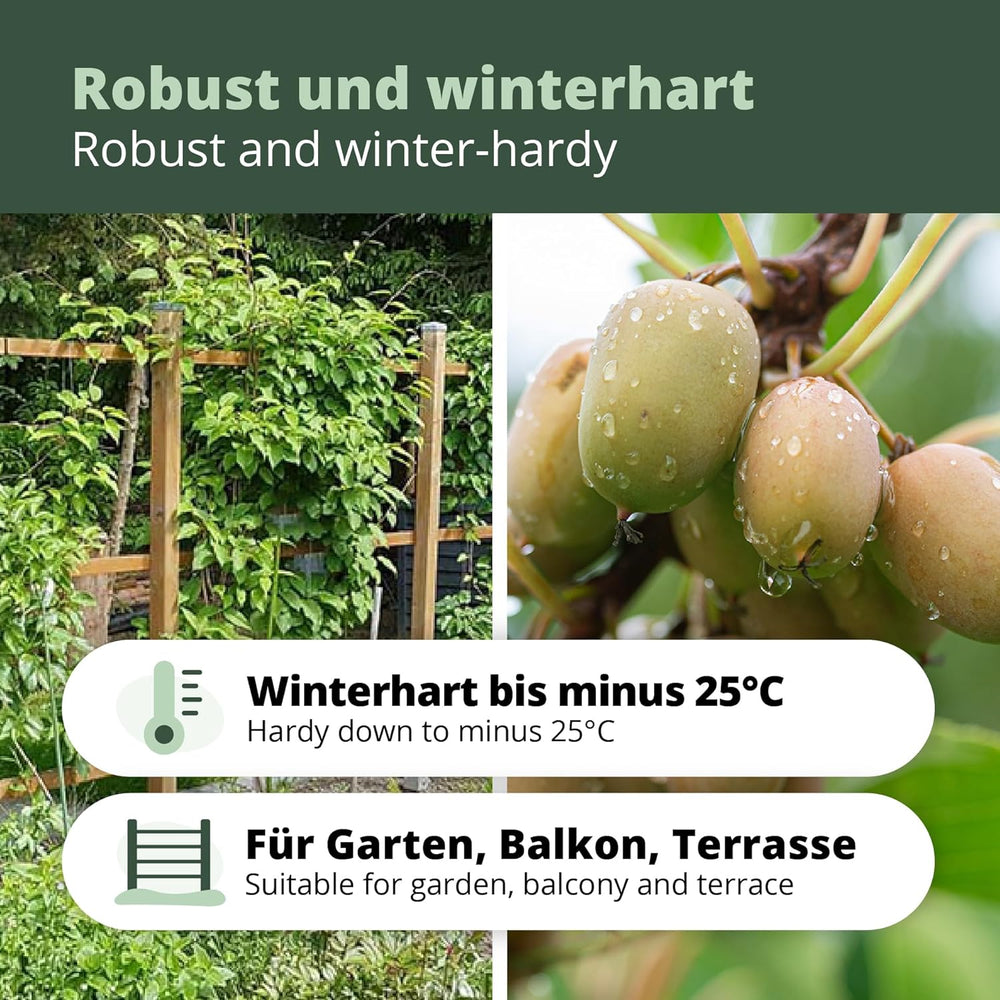 Kiwiri'S Kiwibeeren Duo - 2 Kiwipflanzen (Actinidia Arguta) - Mini Kiwi - Sortengarantie Direkt Vom Züchter