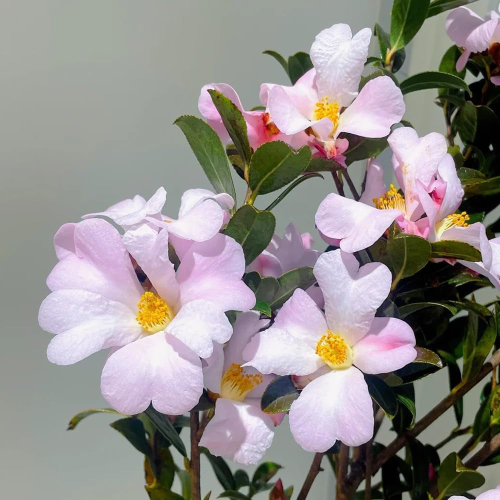 Kamelie Kamelien Kameliensamen Gartenpflanzen Winterhart Mehrjährig, Exotische Winterhart Frühlingsblumen 35Pcs