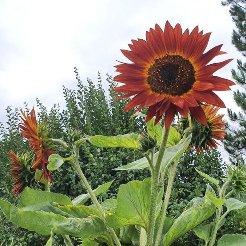 Plant Grow Gift Kit - Sunflower Sunset, including pots, substrate and growing instructions