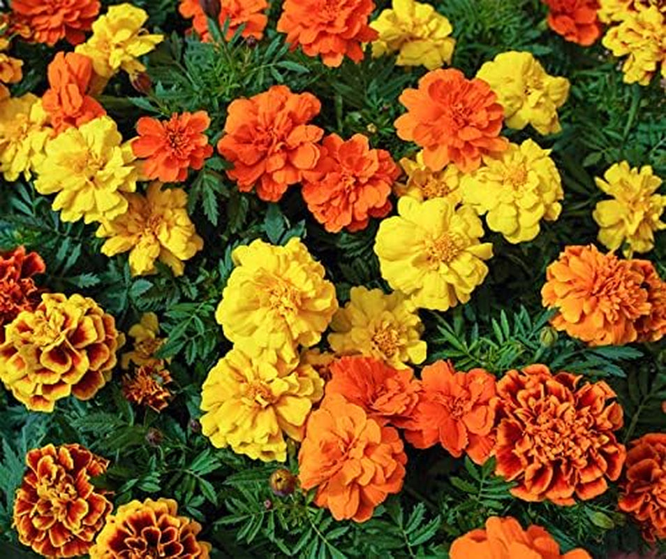 La Verde MY GARDEN AND ME. Tagetes Bonita Mix flower seeds for approx. 100 plants, long blooming marigolds, double flowers, non-GMO seeds