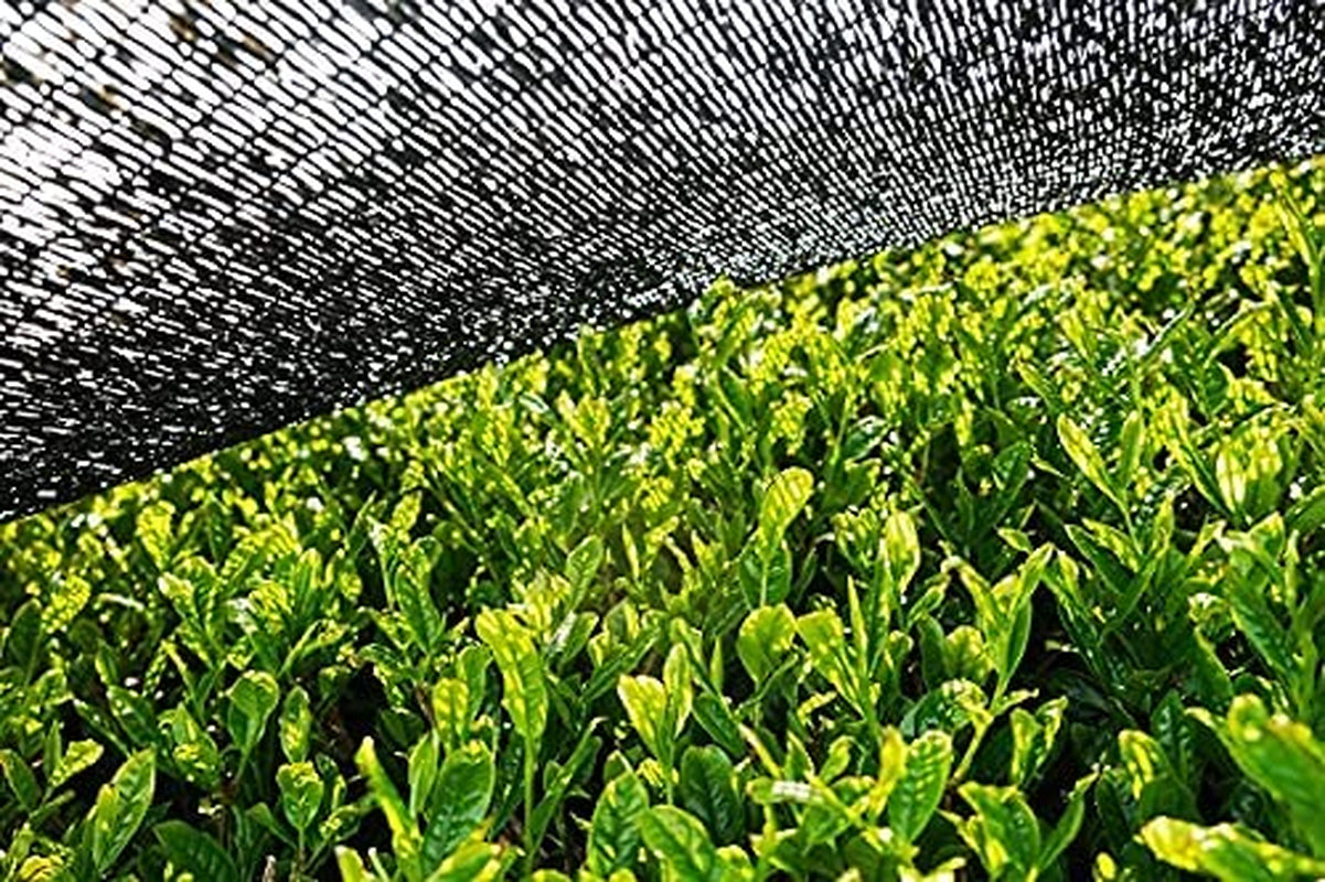 Matcha BIO pulbere 100 g I Fără aditivi - 100% natural I Ceai Matcha japonez premium I Pulbere de ceai verde de la