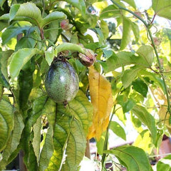 Passionsblume Edulis Spalier - Obstpflanze Alte Frucht Auf Blumentopf 26 Baum Max 200 Cm – 4 Jahre Anbau Italien