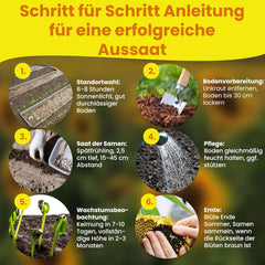 LERAVA® Sonnenblumen Samen Set (4 Sorts) - Riesige gelbe & rote Sonnenblume - Zwerg und Sungold Teddy - Premium Sonnenblumensamen für Garten und Balkon - Blumensamen Geschenk für Hobbygärtner