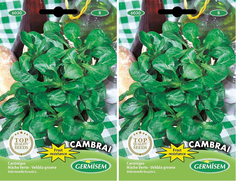 Feldsalat DE CAMBRAI, Mehrfarbig, EC6030 (Packung Mit 2)