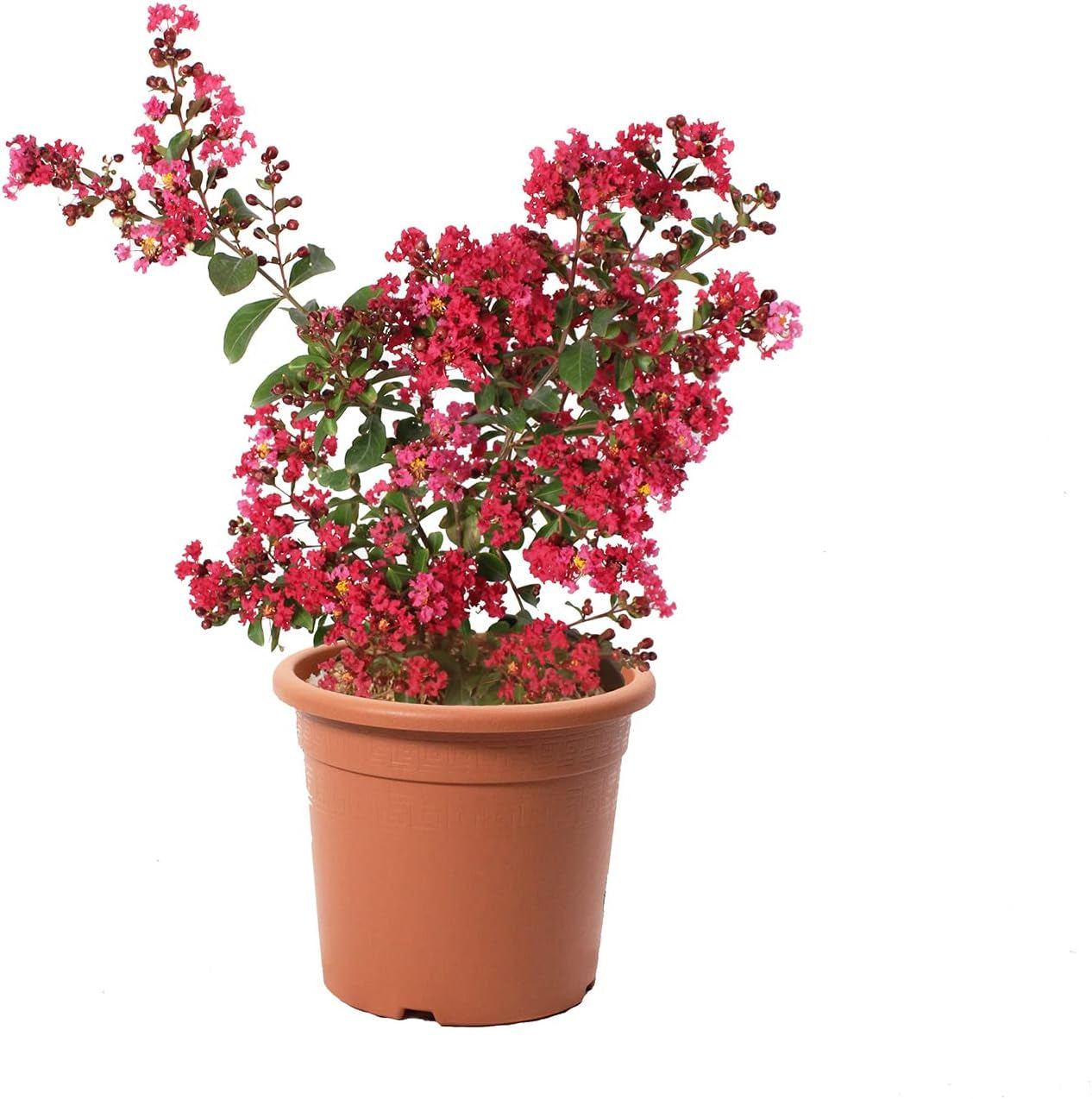 KENTIS - Lagerstroemia Indica Rote - Blühende Plfanzen - Echte Pflanzen Für Garten - Balkon Pflanze - Heckenpflanze – Hoch 60-80 Cm Topf Ø 24 Cm
