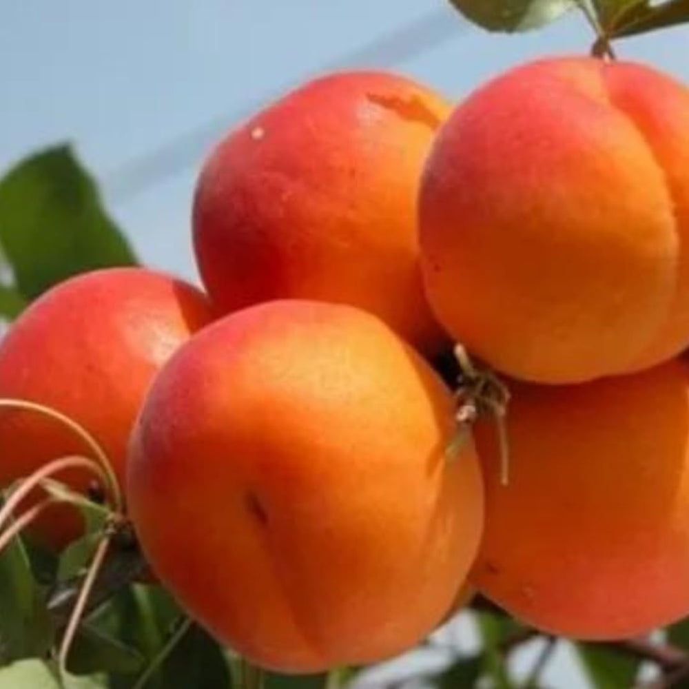 Aprikosenbaum Paviot Obstbaum Im Topf 26 Cm Höhe Ca. 180 Cm – Alter 4 Jahre - Italienische Gärtnerei