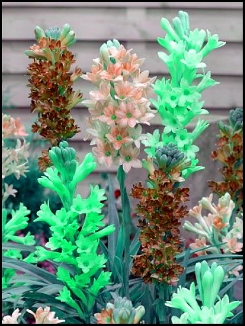 Flower Bulb Mix, Mystery Magic Bulb, Hardy Planting, Winter Hardy Perennial Flower Bulb, Hardy Bulbs - 3 Orchid Bulbs