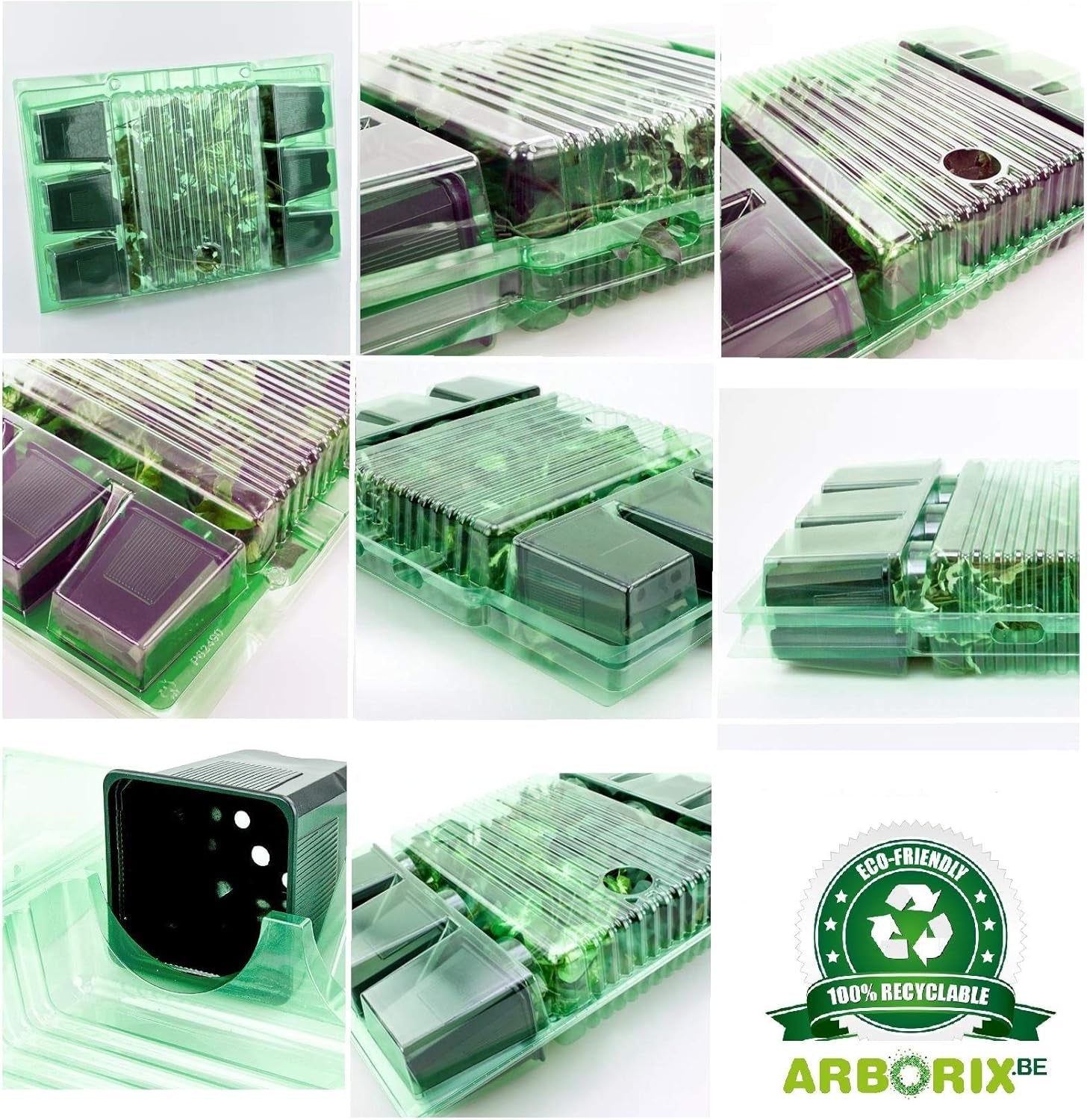 6 x Garten Scheinsonnenhut 'Doubledecker' - Echinacea Purpurea 'Doubledecker' Pot 9x9cm: Doppelte Blüten, einzigartige Optik, zieht Bienen an, ideal für Gärten.