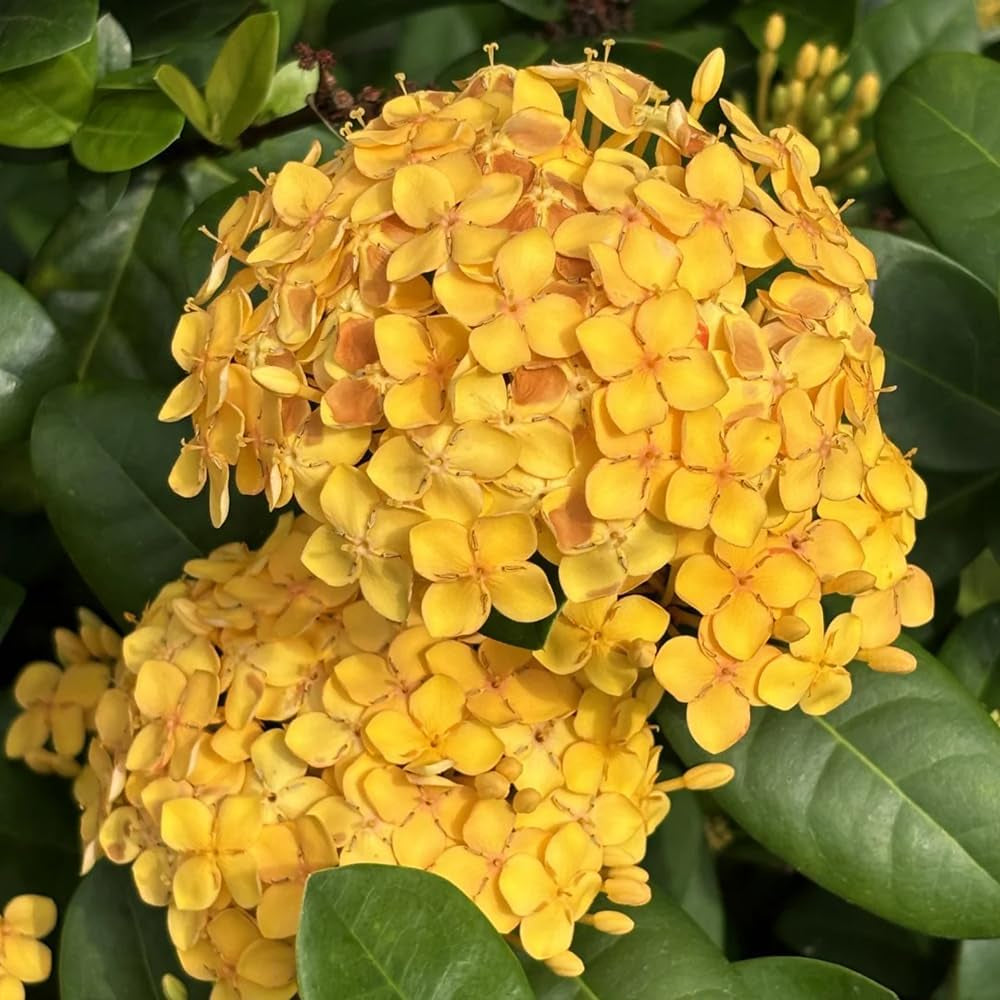 Ixora - Für Sonnige Plätze Sträucher Wildblumensamen Mehrjährig Winterhart Garten Bio 25Samen