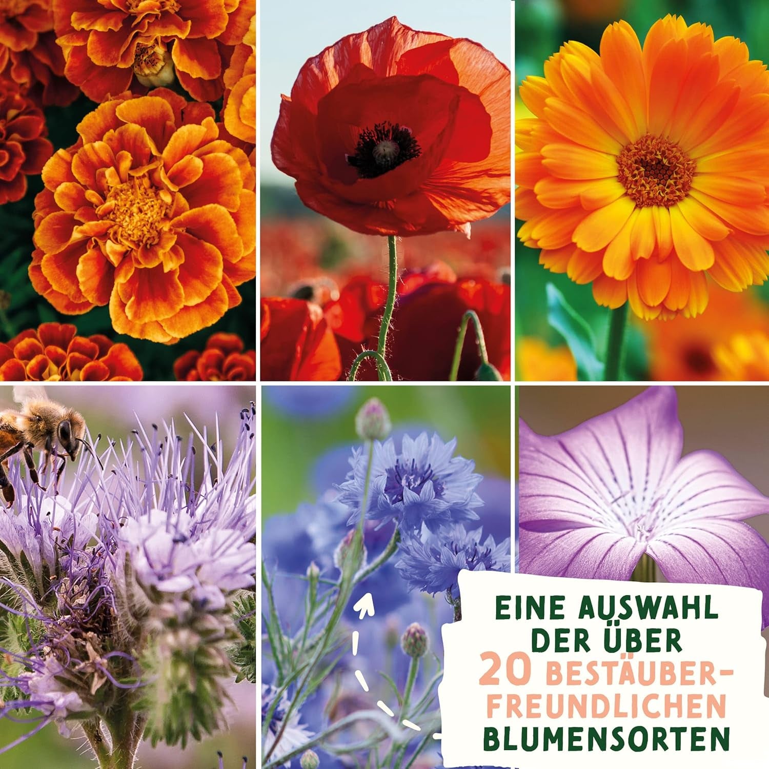 Wildflower Meadow Seeds | Easter Gift Flower Seeds, Easter Grass Seeds | Easter Flower Seeds and Easter Gifts for Kids | Wildflower Seeds | Packets of seeds for a wildflower meadow