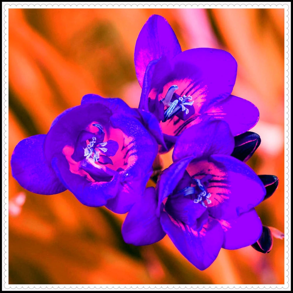 Flower Bulb Mix, Mystery Magic Bulb, Hardy Planting, Winter Hardy Perennial Flower Bulb, Hardy Bulbs - 3 Orchid Bulbs