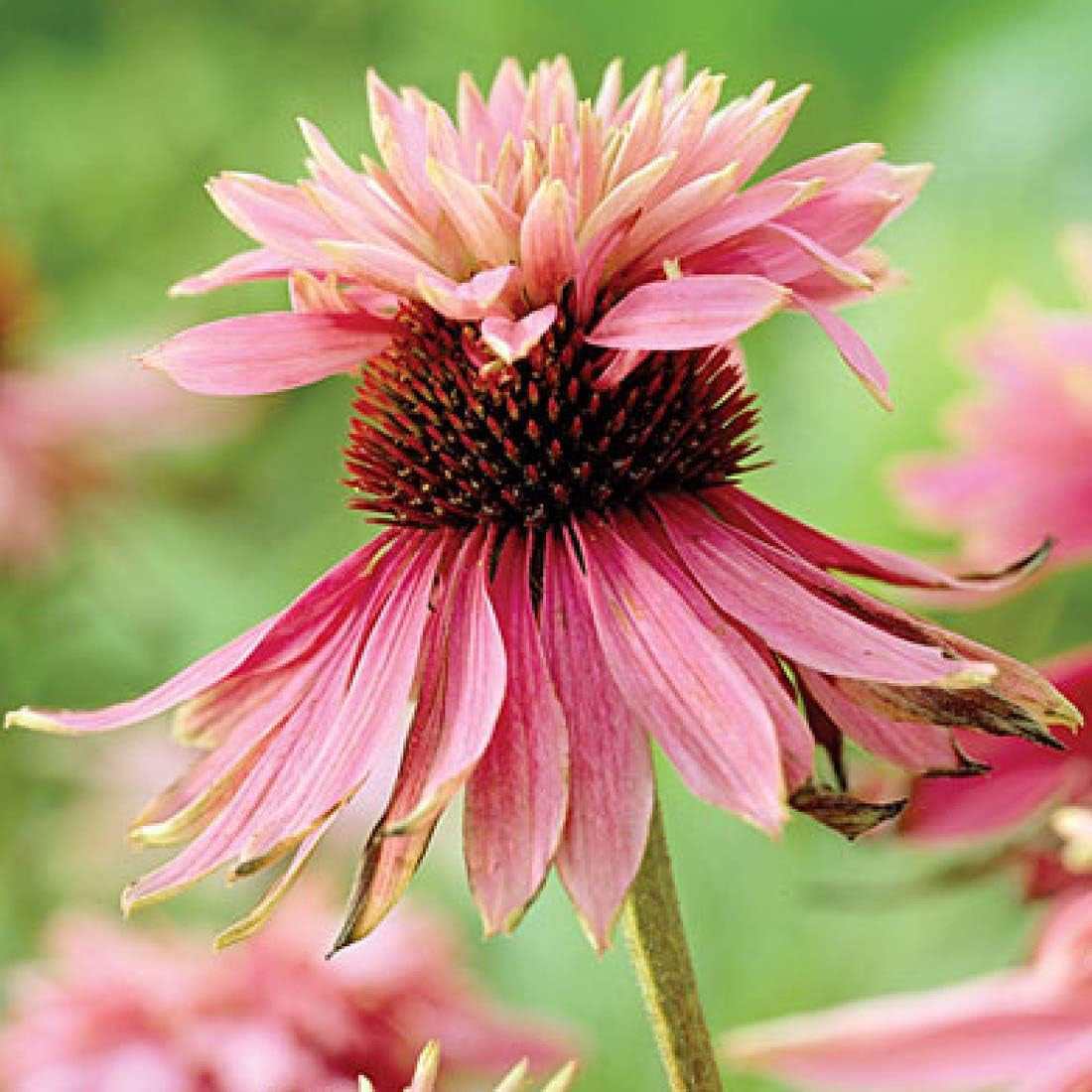 6 x Garten Scheinsonnenhut 'Doubledecker' - Echinacea Purpurea 'Doubledecker' Pot 9x9cm: Doppelte Blüten, einzigartige Optik, zieht Bienen an, ideal für Gärten.