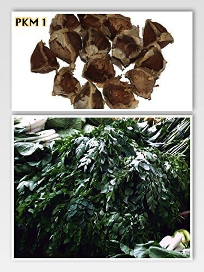 Moringa - Moringa oleifera - 100 seeds *Also called horseradish tree*