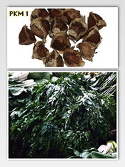 Moringa - Moringa oleifera - 100 seeds *Also called horseradish tree*