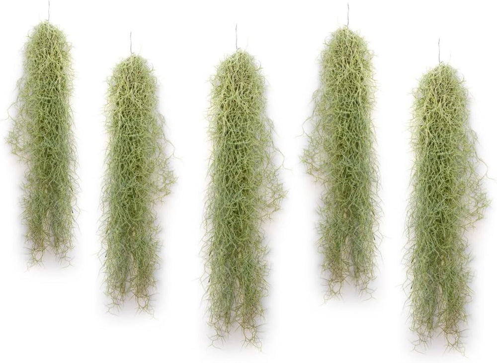 Air Plant Tillandsien Usneoides - Feenhaar Weiß - Tillandsien Hängend – Hängepflanze – Hängedeko - Luftpflanzen Hängend - Feenhaar Weiß - Pflanze Ohne Erde (1, 20-30 Cm)