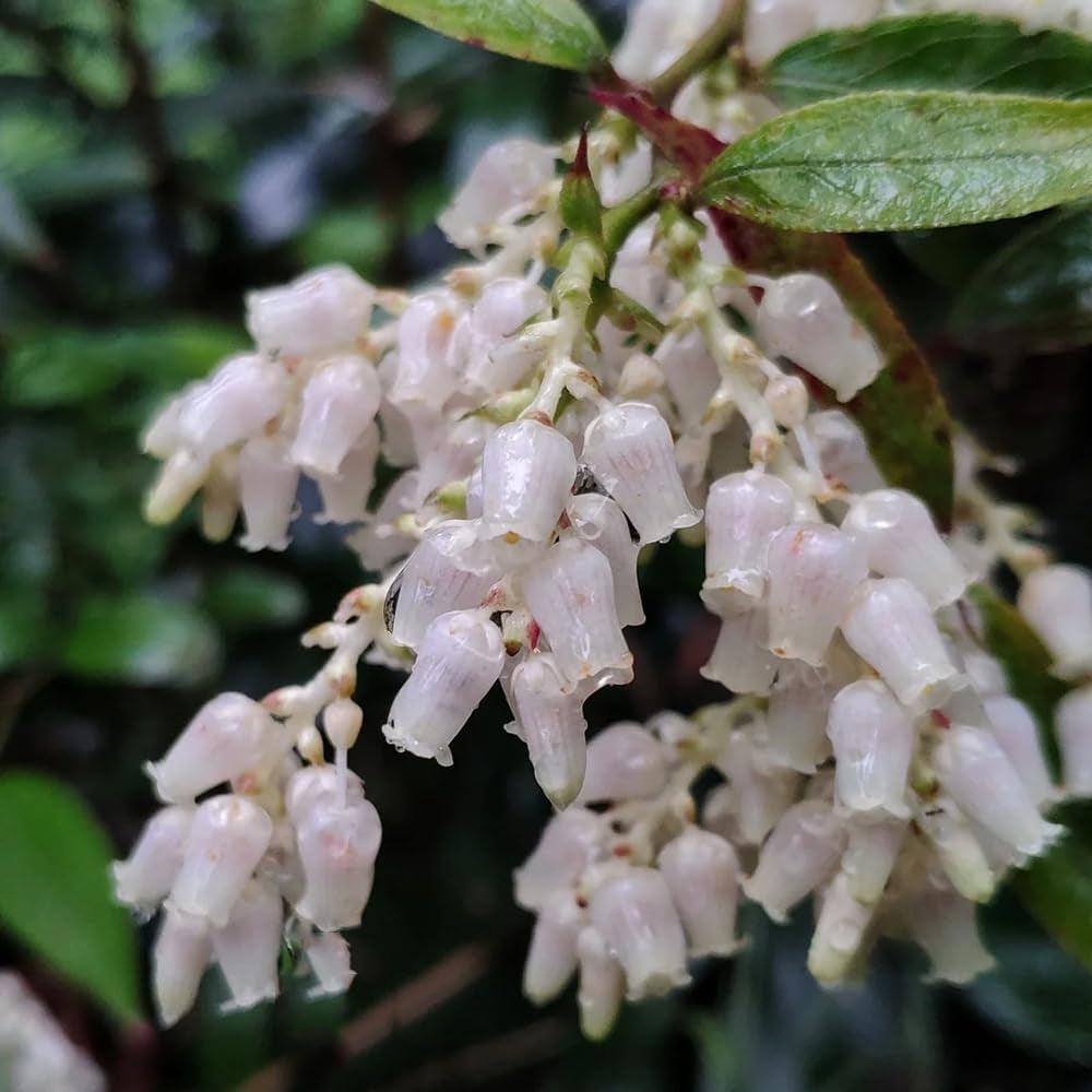 Leukothea - Leucothoe Axillaris - Gartendeko Für Draußen Exotische Heilkräuter Garten Geschenk Wildkräuter Blumenwiese Kräutergarten Küche Geschenk Winterharte Garten Sträucher 300Samen