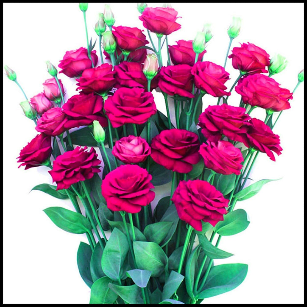 Flower Bulb Mix, Mystery Magic Bulb, Hardy Planting, Winter Hardy Perennial Flower Bulb, Hardy Bulbs - 3 Orchid Bulbs