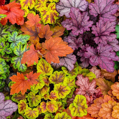 Heuchera - Purpurglöckchen Blumensamen Gastgeschenk Bodendecker Gartenkräuter Immergrüne Sträucher Hecken Steingartenpflanzen Wildblumen Heilkräuter Garten Geschenk 50Samen