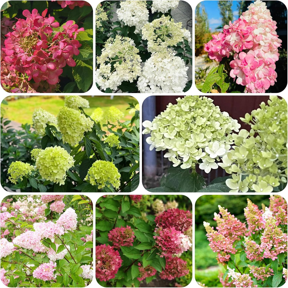Rispenhortensie Immergrüne Sträucher Winterhart Blühend Hydrangea Paniculata Schattenpflanzen Wildblumensamen Bonsai Balkon Blumensamen Seltene Zimmerpflanzen Balkonpflanzen 40Samen