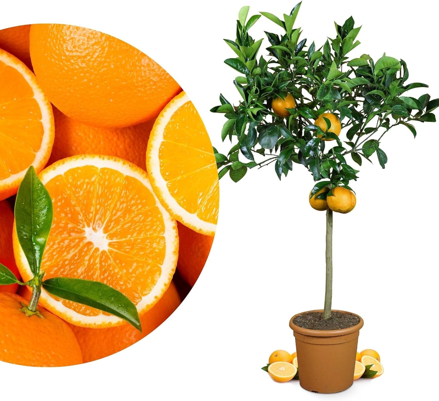 Orange from My Oranjeria - true orange - citrus plant - Citrus sinensis - Orange - grafted orange for gardeners (Mezzo [M])