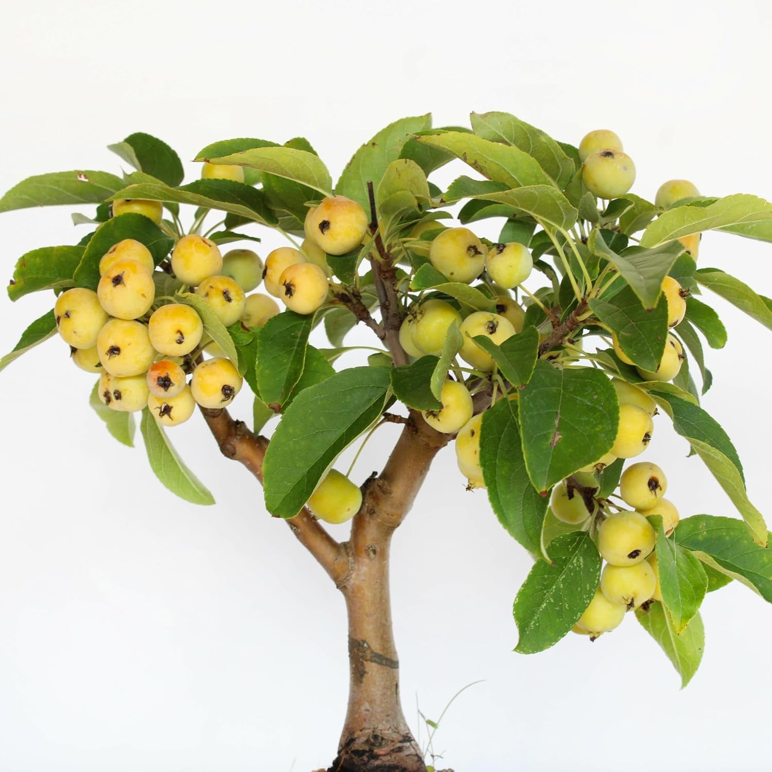 KENTIS - Bonsai Malus Evereste - Echter Apfelbaum Bonsai – Echte Dekorative Pflanzen Für Den Außenbereich – Hoch 25–35 Cm Keramiktopf Ø 21 Cm