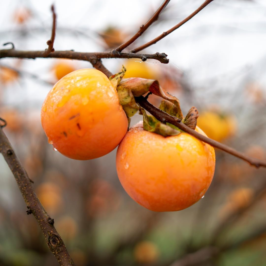 Kakibaum — O'Gosho — Obstpflanze Alte Sorte Im Topf Ø 24~26 Cm — Max. Höhe 160 Cm — 4 Jahre Alt — Italienische Baumschule