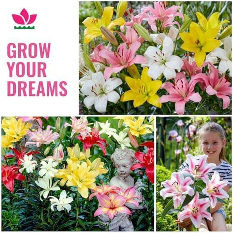 Collection of Giant Lily Bulbs (15 Flower Bulbs), 5 Fragrant Varieties, 5 of Each Color, Dutch Hardy Perennial Mix for the Garden (Large Bulbs, Seedless)