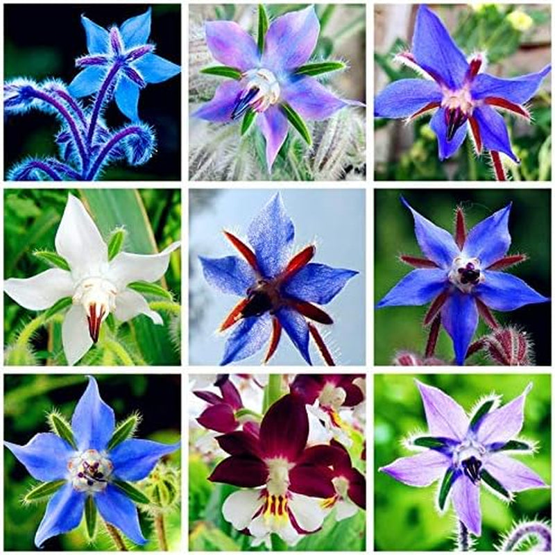 Seeds 20pcs Borago Officinalis Exotic Flower Seeds Outdoor Flower Garden Beautiful and Bright (Liu Li Ju): 13