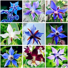 Seeds 20pcs Borago Officinalis Exotic Flower Seeds Outdoor Flower Garden Beautiful and Bright (Liu Li Ju): 13