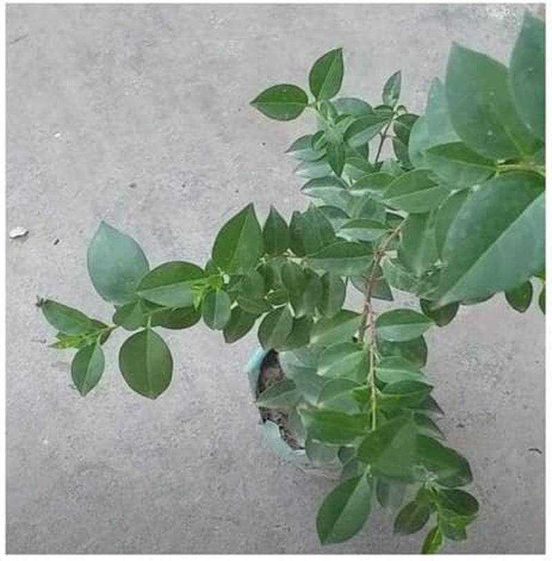 Stk - 10X Ligustrum Japonicum Japanischer Liguster Garten Pflanzen - Samen B1258 -