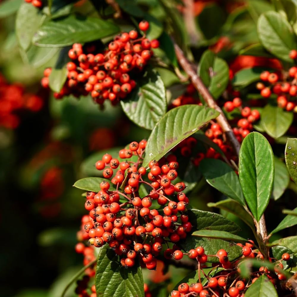 Teppichmispel, Herbstblumen Winterhart Bodendecker Cotoneaster Dammeri, Für Sonnige Plätze Schnell Wachsende Sträucher Blumensamen Bio Bodendecker 20Samen