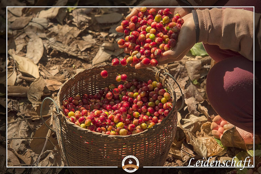 Kaffeespezialität Aus Mittelamerika Honduras Kaffee - Eine Spezialität der Karibik (200 Gramm, Ganze Bohne) - Länderkaffee - Spitzenkaffee - Säurearm - Schonend Und Frisch Geröstet