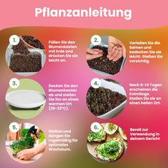 LERAVA Kräutersamen Set – 12 Sorten: Basilikum Samen, Parsilie Samen, Koriander, Oregano & mehr – Saatgut für frische Kräuter im Garten oder Topf, Premium Samen für Küche & Balkon - Samen set, seeds