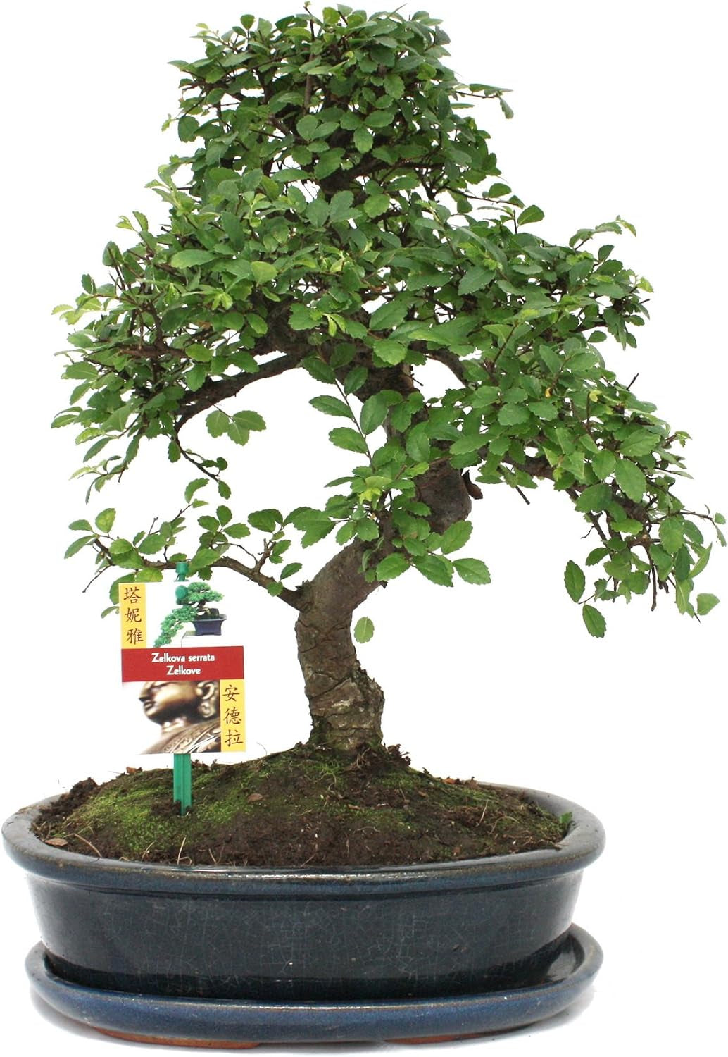 Exotenherz - Bonsai Chinesischer Feigenbaum - Ficus Retusa - Ca. 10 Jahre