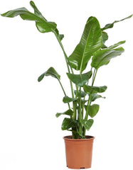 Strelitzia Nicolai Paradiesvogelblume - Zimmerpflanze - Zimmerpflanzen, Pflanzen Echt, Nachhaltige Verpackung - 27Cm Topf - Höhe 160Cm - Direkt Von Der Gärtnerei