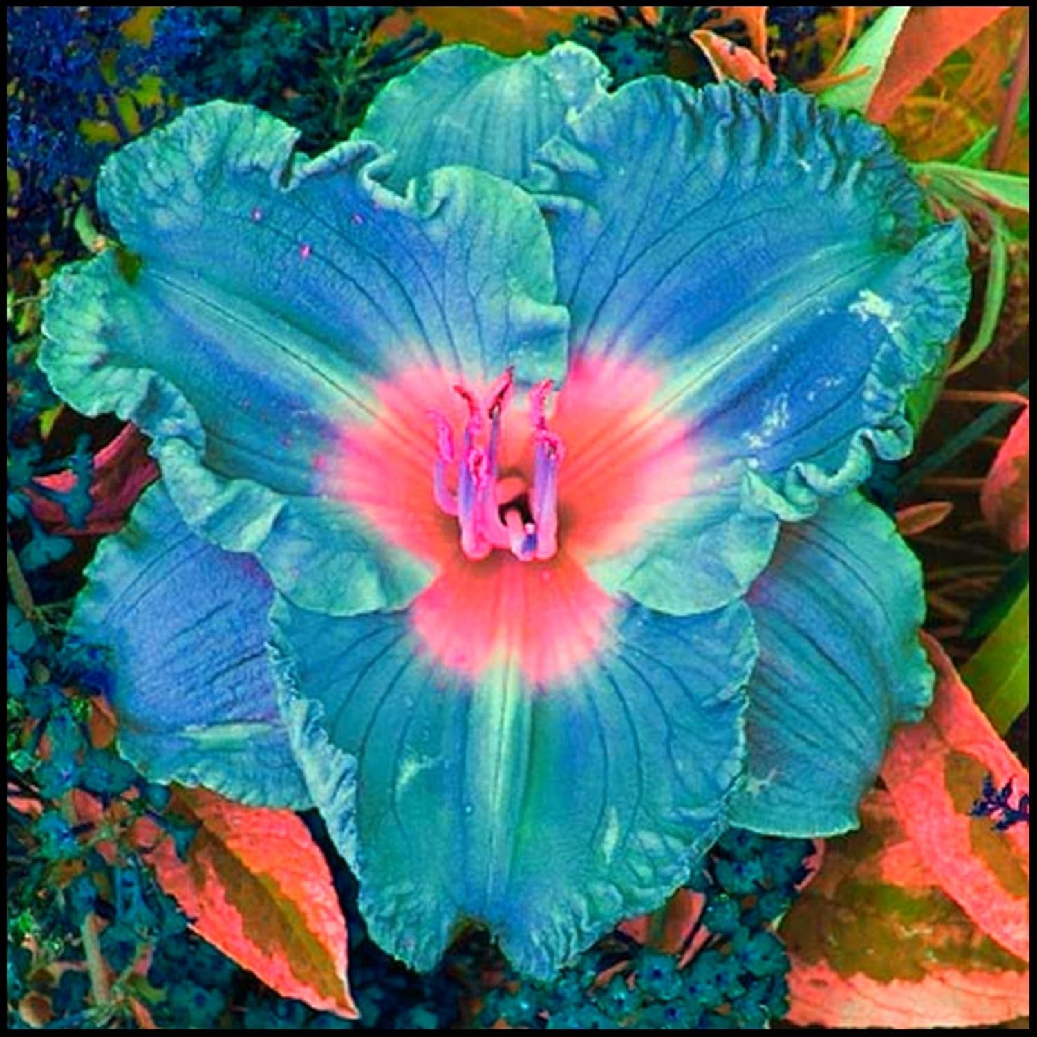 Blumenzwiebel Mix, Winterhart zwiebeln, Winterhart pflanzen, Mehrjährige Blumenzwiebel ist winterhart, Mysteriöse magische Glühbirne-4 Pflanzen Funken Hosta Rhizom