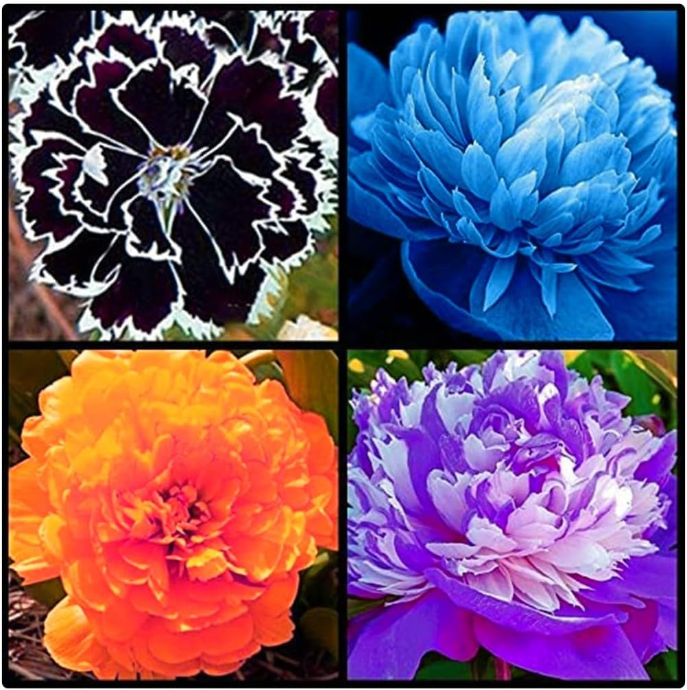 Lebende Pflanzen,Mehrjährige Blumenzwiebel ist winterhart, Winterhart pflanzen, Mysteriöse magische Glühbirne, Blumenzwiebel Mix-4 Oxalis Triangularis Blumenzwiebeln